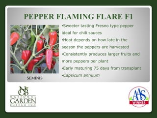 PEPPER FLAMING FLARE F1 
•Sweeter tasting Fresno type pepper 
ideal for chili sauces 
•Heat depends on how late in the 
season the peppers are harvested 
•Consistently produces larger fruits and 
more peppers per plant 
•Early maturing 75 days from transplant 
•Capsicum annuum 
SEMINIS 
 
