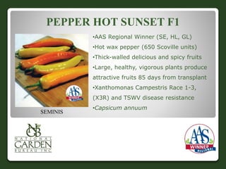 PEPPER HOT SUNSET F1 
•AAS Regional Winner (SE, HL, GL) 
•Hot wax pepper (650 Scoville units) 
•Thick-walled delicious and spicy fruits 
•Large, healthy, vigorous plants produce 
attractive fruits 85 days from transplant 
•Xanthomonas Campestris Race 1-3, 
(X3R) and TSWV disease resistance 
•Capsicum annuum 
SEMINIS 
 