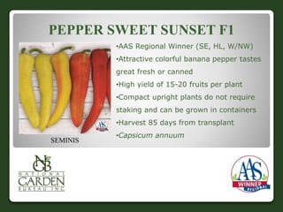 PEPPER SWEET SUNSET F1 
•AAS Regional Winner (SE, HL, W/NW) 
•Attractive colorful banana pepper tastes 
great fresh or canned 
•High yield of 15-20 fruits per plant 
•Compact upright plants do not require 
staking and can be grown in containers 
•Harvest 85 days from transplant 
•Capsicum annuum 
SEMINIS 
 