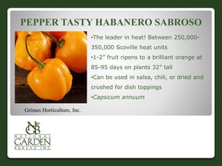 PEPPER TASTY HABANERO SABROSO 
•The leader in heat! Between 250,000- 
350,000 Scoville heat units 
•1-2” fruit ripens to a brilliant orange at 
85-95 days on plants 32” tall 
•Can be used in salsa, chili, or dried and 
crushed for dish toppings 
•Capsicum annuum 
Grimes Horticulture, Inc. 
 