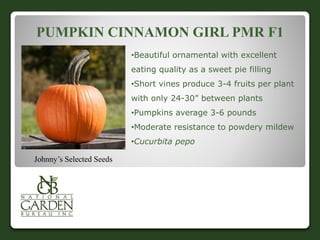 PUMPKIN CINNAMON GIRL PMR F1 
•Beautiful ornamental with excellent 
eating quality as a sweet pie filling 
•Short vines produce 3-4 fruits per plant 
with only 24-30” between plants 
•Pumpkins average 3-6 pounds 
•Moderate resistance to powdery mildew 
•Cucurbita pepo 
Johnny’s Selected Seeds 
 
