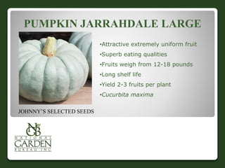 PUMPKIN JARRAHDALE LARGE 
•Attractive extremely uniform fruit 
•Superb eating qualities 
•Fruits weigh from 12-18 pounds 
•Long shelf life 
•Yield 2-3 fruits per plant 
•Cucurbita maxima 
JOHNNY’S SELECTED SEEDS 
 