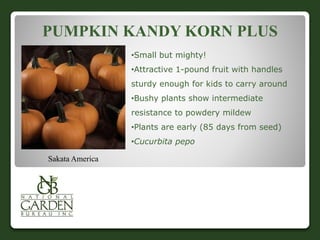 PUMPKIN KANDY KORN PLUS 
•Small but mighty! 
•Attractive 1-pound fruit with handles 
sturdy enough for kids to carry around 
•Bushy plants show intermediate 
resistance to powdery mildew 
•Plants are early (85 days from seed) 
•Cucurbita pepo 
Sakata America 
 