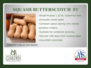SQUASH BUTTERSCOTCH F1 
•Small-fruited 1.25 lb. butternut with 
unusually sweet taste 
•Compact space saving vine resists 
powdery mildew 
•Suitable for container growing 
•Harvest 100 days from sowing seed 
•Cucurbita moschata 
JOHNNY’S SELECTED SEEDS 
 