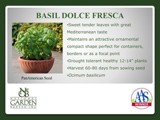 BASIL DOLCE FRESCA 
PanAmerican Seed 
•Sweet tender leaves with great 
Mediterranean taste 
•Maintains an attractive ornamental 
compact shape perfect for containers, 
borders or as a focal point 
•Drought tolerant healthy 12-14” plants 
•Harvest 60-80 days from sowing seed 
•Ocimum basilicum 
 