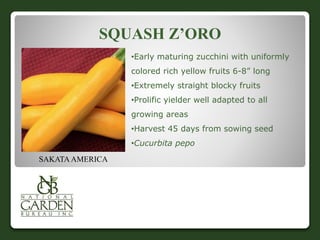 SQUASH Z’ORO 
•Early maturing zucchini with uniformly 
colored rich yellow fruits 6-8” long 
•Extremely straight blocky fruits 
•Prolific yielder well adapted to all 
growing areas 
•Harvest 45 days from sowing seed 
•Cucurbita pepo 
SAKATA AMERICA 
 