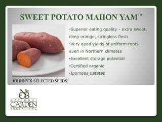 SWEET POTATO MAHON YAM 
•Superior eating quality - extra sweet, 
deep orange, stringless flesh 
•Very good yields of uniform roots 
even in Northern climates 
•Excellent storage potential 
•Certified organic 
•Ipomoea batatas 
JOHNNY’S SELECTED SEEDS 
 