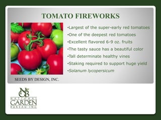 TOMATO FIREWORKS 
•Largest of the super-early red tomatoes 
•One of the deepest red tomatoes 
•Excellent flavored 6-9 oz. fruits 
•The tasty sauce has a beautiful color 
•Tall determinate healthy vines 
•Staking required to support huge yield 
•Solanum lycopersicum 
SEEDS BY DESIGN, INC. 
 