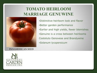 TOMATO HEIRLOOM 
MARRIAGE GENUWINE 
•Distinctive heirloom look and flavor 
•Better garden performance 
•Earlier and high yields, fewer blemishes 
•Genuine is a cross between heirlooms 
Costoluto Genovese and Brandywine 
•Solanum lycopersicum 
PANAMERICAN SEED 
 