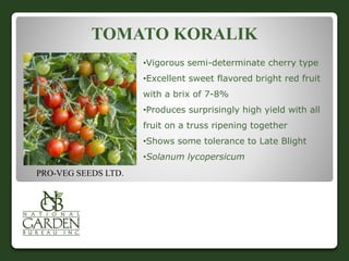 TOMATO KORALIK 
•Vigorous semi-determinate cherry type 
•Excellent sweet flavored bright red fruit 
with a brix of 7-8% 
•Produces surprisingly high yield with all 
fruit on a truss ripening together 
•Shows some tolerance to Late Blight 
•Solanum lycopersicum 
PRO-VEG SEEDS LTD. 
 