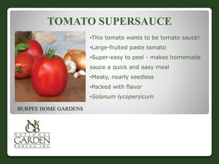 TOMATO SUPERSAUCE 
•This tomato wants to be tomato sauce! 
•Large-fruited paste tomato 
•Super-easy to peel - makes homemade 
sauce a quick and easy meal 
•Meaty, nearly seedless 
•Packed with flavor 
•Solanum lycopersicum 
BURPEE HOME GARDENS 
 