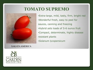 TOMATO SUPREMO 
•Extra-large, mild, tasty, firm, bright red 
•Wonderful fresh, easy to peel for 
sauces, canning and freezing 
•Hybrid sets loads of 5-6 ounce fruit 
•Compact, determinate, highly disease 
resistant plants 
•Solanum lycopersicum 
SAKATA AMERICA 
 