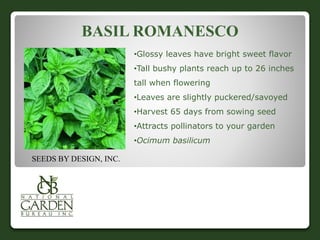 BASIL ROMANESCO 
SEEDS BY DESIGN, INC. 
•Glossy leaves have bright sweet flavor 
•Tall bushy plants reach up to 26 inches 
tall when flowering 
•Leaves are slightly puckered/savoyed 
•Harvest 65 days from sowing seed 
•Attracts pollinators to your garden 
•Ocimum basilicum 
 