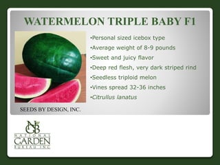 WATERMELON TRIPLE BABY F1 
•Personal sized icebox type 
•Average weight of 8-9 pounds 
•Sweet and juicy flavor 
•Deep red flesh, very dark striped rind 
•Seedless triploid melon 
•Vines spread 32-36 inches 
•Citrullus lanatus 
SEEDS BY DESIGN, INC. 

