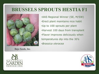 BRUSSELS SPROUTS HESTIA F1 
Bejo Seeds, Inc. 
•AAS Regional Winner (SE, M/SW) 
•Erect plant maintains nice habit 
•Up to 100 sprouts per plant 
•Harvest 100 days from transplant 
•Flavor improves deliciously when 
temperatures dip into the 30’s 
•Brassica oleracea 
 