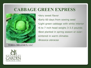 CABBAGE GREEN EXPRESS 
TERRA ORGANICS, LLC 
•Very sweet flavor 
•Early 60 days from sowing seed 
•Light green cabbage with white interior 
•6 to 7 inch head weighs 3-3.5 pounds 
•Best planted in spring season or over-wintered 
in warm climates 
•Brassica oleracea 
 