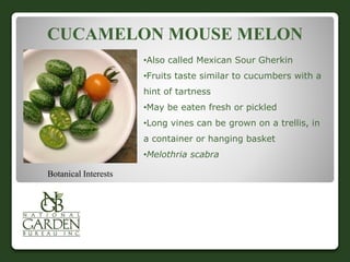 CUCAMELON MOUSE MELON 
Botanical Interests 
•Also called Mexican Sour Gherkin 
•Fruits taste similar to cucumbers with a 
hint of tartness 
•May be eaten fresh or pickled 
•Long vines can be grown on a trellis, in 
a container or hanging basket 
•Melothria scabra 
 