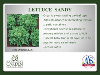 LETTUCE SANDY 
•Organic sweet tasting oakleaf type 
•Adds abundance of interesting texture 
to patio containers 
•Exceptional disease resistance to 
powdery mildew and is slow to bolt 
•Harvest baby leaf in 30 days, or in 50 
days for loose salad heads 
•Lactuca sativa 
Terra Organics, LLC 
 