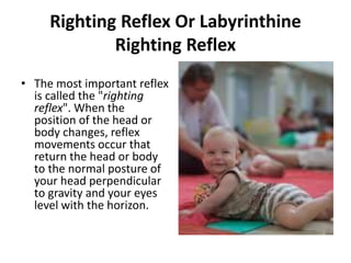 Righting Reflex R The Integrated Spring-Mass Approach to Treating Thoracic Outlet ...