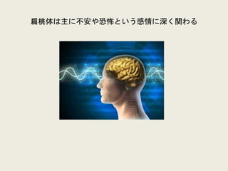 扁桃体は主に不安や恐怖という感情に深く関わる
 