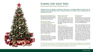 Christmas Tree Residential Marketing Brochure 