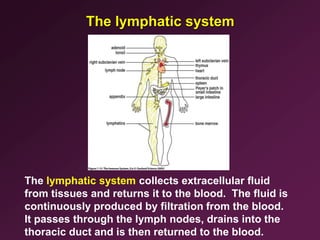 2015 Tsunoda - Anatomy of the immune system 2.ppt