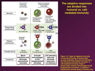 2015 Tsunoda - Anatomy of the immune system 2.ppt