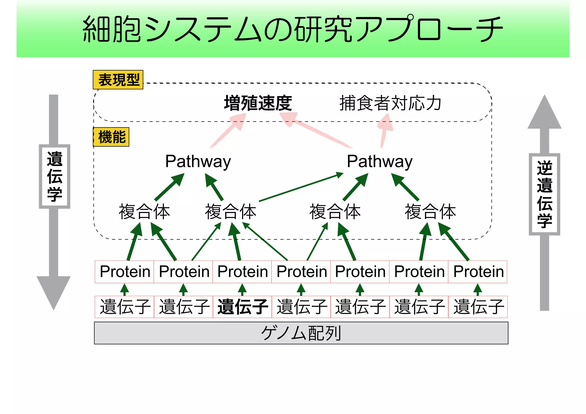 細胞システムの研究アプローチ
ゲノム配列
複合体
機能
Protein Protein Protein Protein Protein Protein Protein
複合体 複合体複合体
Pathway Pathway
増殖速度
表現型
捕食者対応力
遺
伝
学
逆
遺
伝
学
遺伝子 遺伝子 遺伝子 遺伝子 遺伝子 遺伝子 遺伝子
 