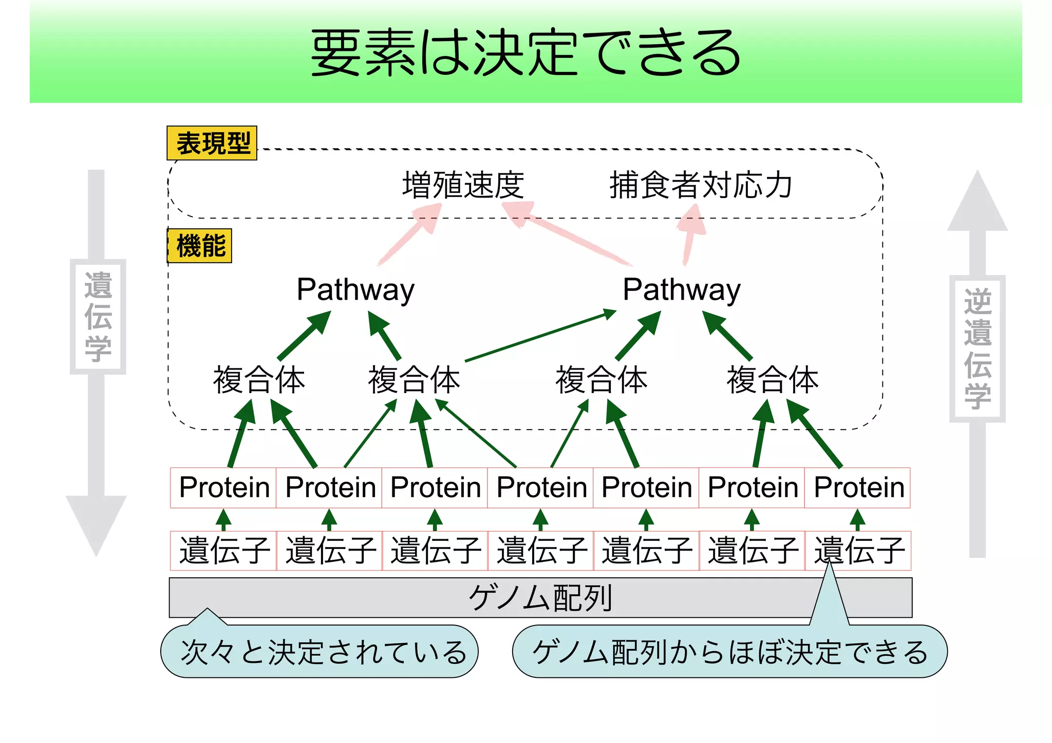 要素は決定できる
ゲノム配列
複合体
機能
Protein Protein Protein Protein Protein Protein Protein
複合体 複合体複合体
Pathway Pathway
増殖速度
表現型
捕食者対応力
遺伝子 遺伝子 遺伝子 遺伝子 遺伝子 遺伝子 遺伝子
次々と決定されている ゲノム配列からほぼ決定できる
遺
伝
学
逆
遺
伝
学
 