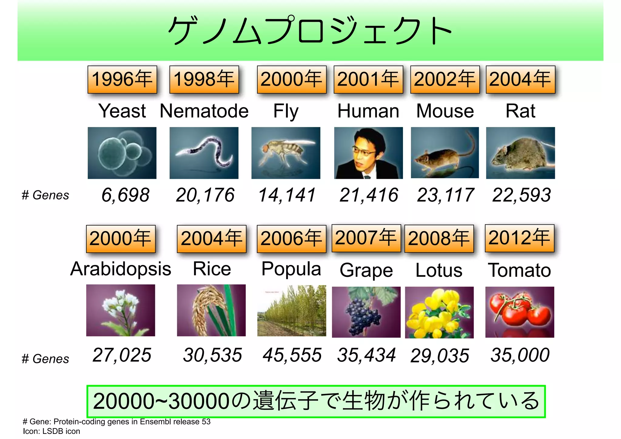 ゲノムプロジェクト
# Gene: Protein-coding genes in Ensembl release 53
Icon: LSDB icon
Yeast
1996年
6,698
1998年
Nematode
20,176
2000年
Fly
2001年
Human
21,416
2002年
Mouse
23,117
2004年
Rat
22,59314,141# Genes
# Genes
20000~30000の遺伝子で生物が作られている
2000年
Arabidopsis
30,53527,025
Rice
2004年
Popula
45,555
2006年
Tomato
2012年
35,00035,434
Grape
2007年 2008年
29,035
Lotus
 