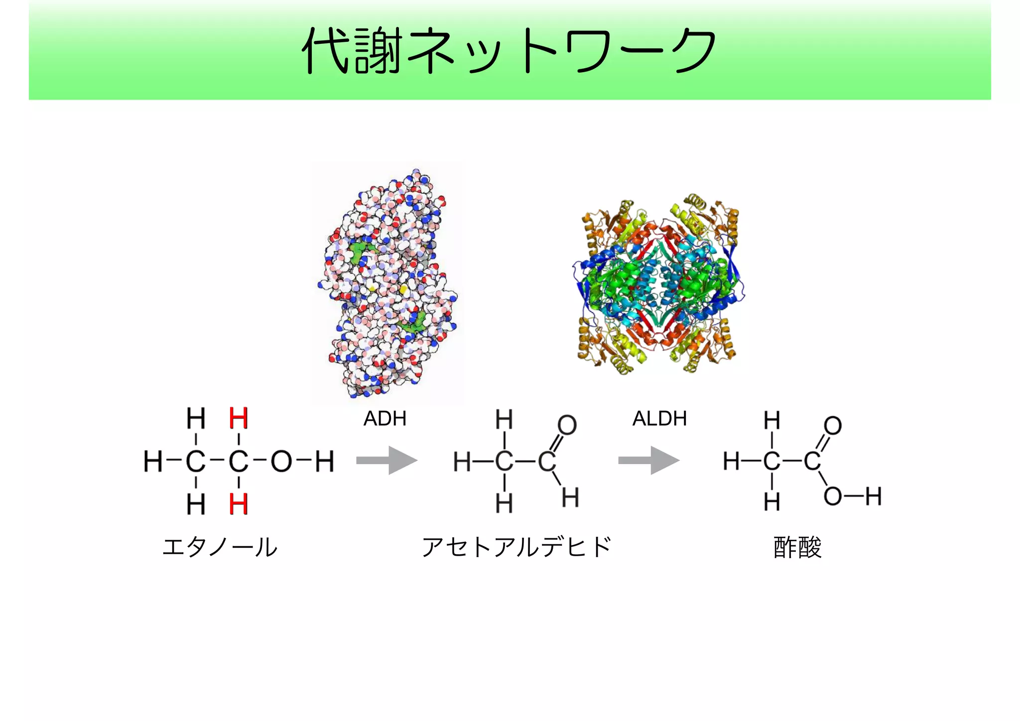 代謝ネットワーク
H
H
エタノール アセトアルデヒド
ADH
酢酸
ALDH
 