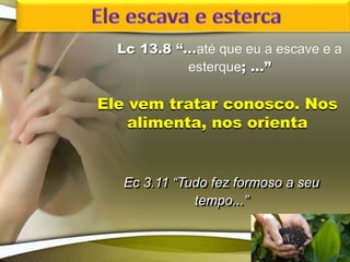 Lc 13.8 “...até que eu a escave e a
esterque; ...”
Ele vem tratar conosco. Nos
alimenta, nos orienta
Ec 3.11 “Tudo fez formoso a seu
tempo...”
 