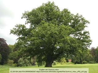 5English oak Quercus robur
CC BY-SA Jean-Pol GRANDMONT https://commons.wikimedia.org/wiki/File:Quercus_robur_JPG_(d1).jpg
 