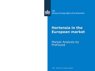 CBI - Ministry of Foreign Affairs
Hortensia in the
European market
Market Analysis by
ProFound
 