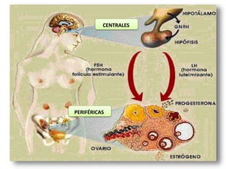 CENTRALES
PERIFÉRICAS
 