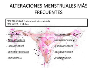 ALTERACIONES MENSTRUALES MÁS
FRECUENTES
FASE FOLICULAR → duración indeterminada
FASE LÚTEA → 14 días
- AMENORREA - METRORRAGIA
- HIPERMENORREA - OPSOMENORREA
- HIPOMENORREA - PROIOMENORREA
- MENOMETRORRAGIA - OLIGOMENORREA
- MENORRAGIA - POLIMENORREA
 