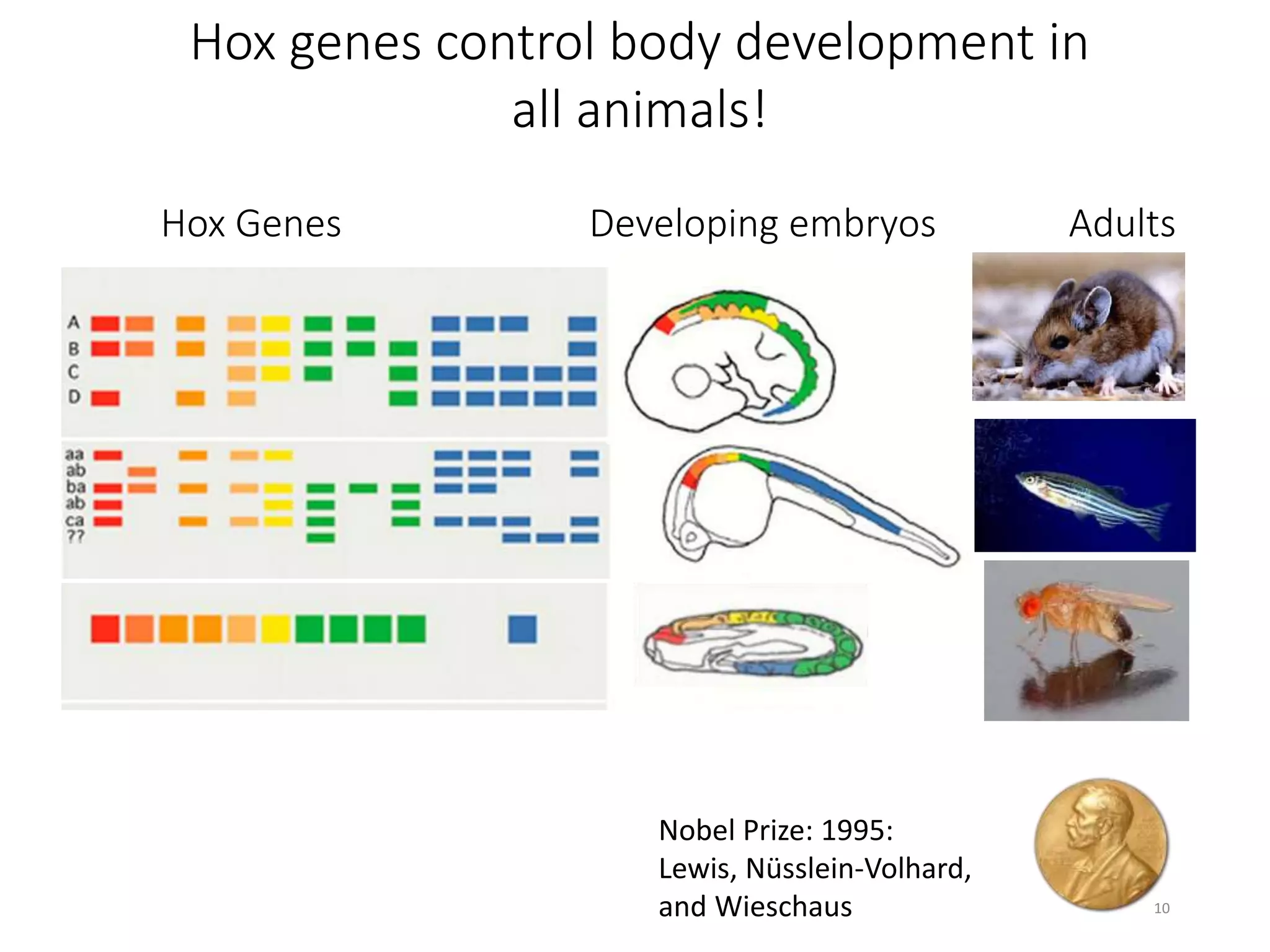 Hox genes control body development in
all animals!
Hox Genes Developing embryos Adults
Rodents
Nobel Prize: 1995:
Lewis, Nüsslein-Volhard,
and Wieschaus
Flies
Fish
10
 