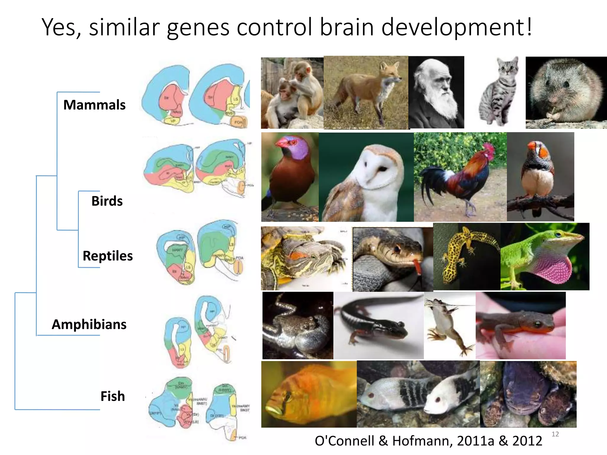 Yes, similar genes control brain development!
Amphibians
Reptiles
Birds
Mammals
Fish
O'Connell & Hofmann, 2011a & 2012
12
 
