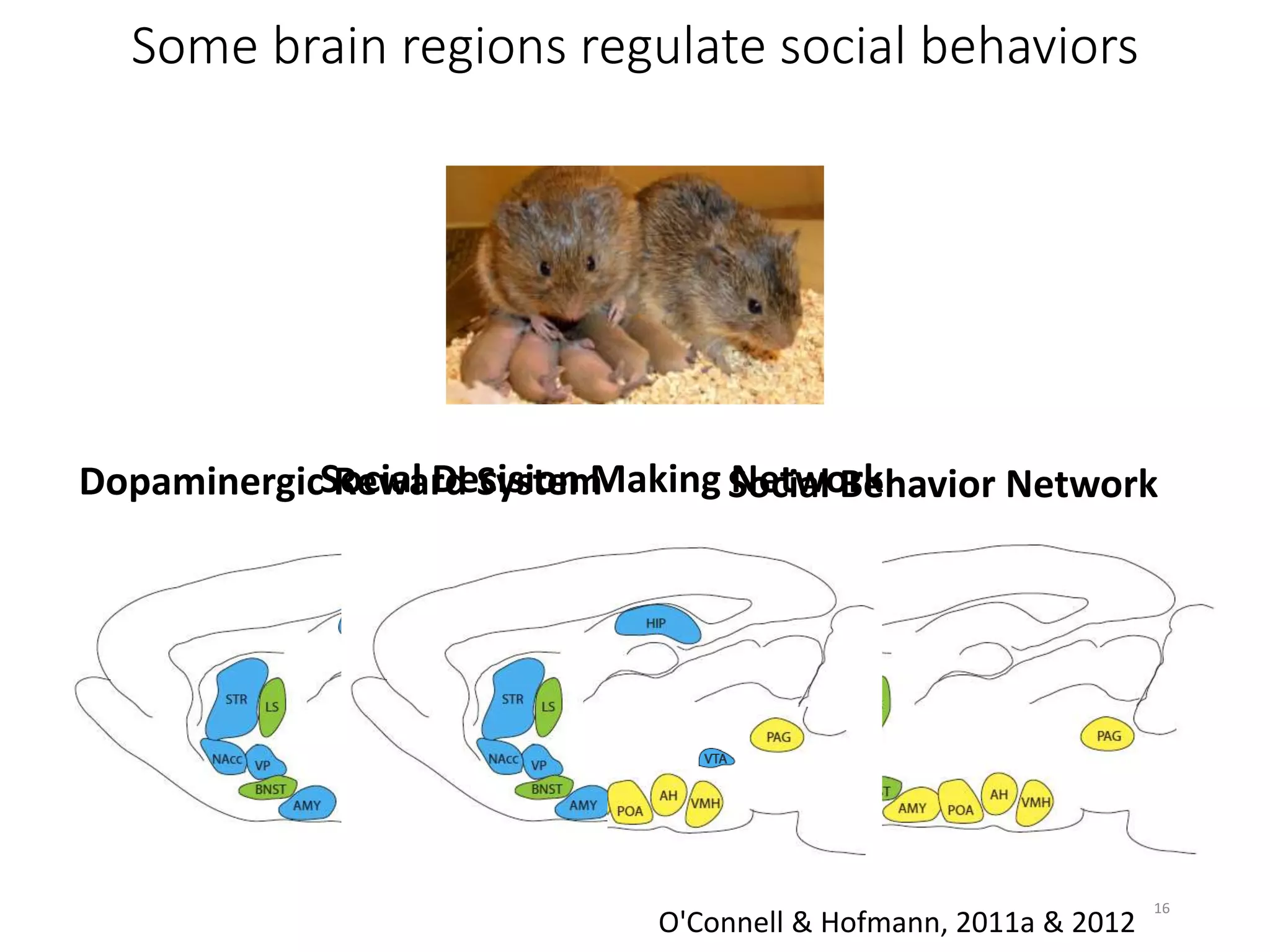 Some brain regions regulate social behaviors
Dopaminergic Reward System Social Behavior NetworkSocial Decision Making Network
O'Connell & Hofmann, 2011a & 2012
16
 