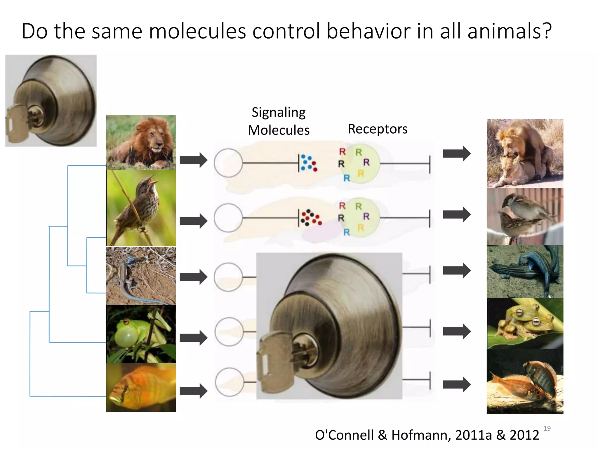 Do the same molecules control behavior in all animals?
Signaling
Molecules Receptors
O'Connell & Hofmann, 2011a & 2012
19
 
