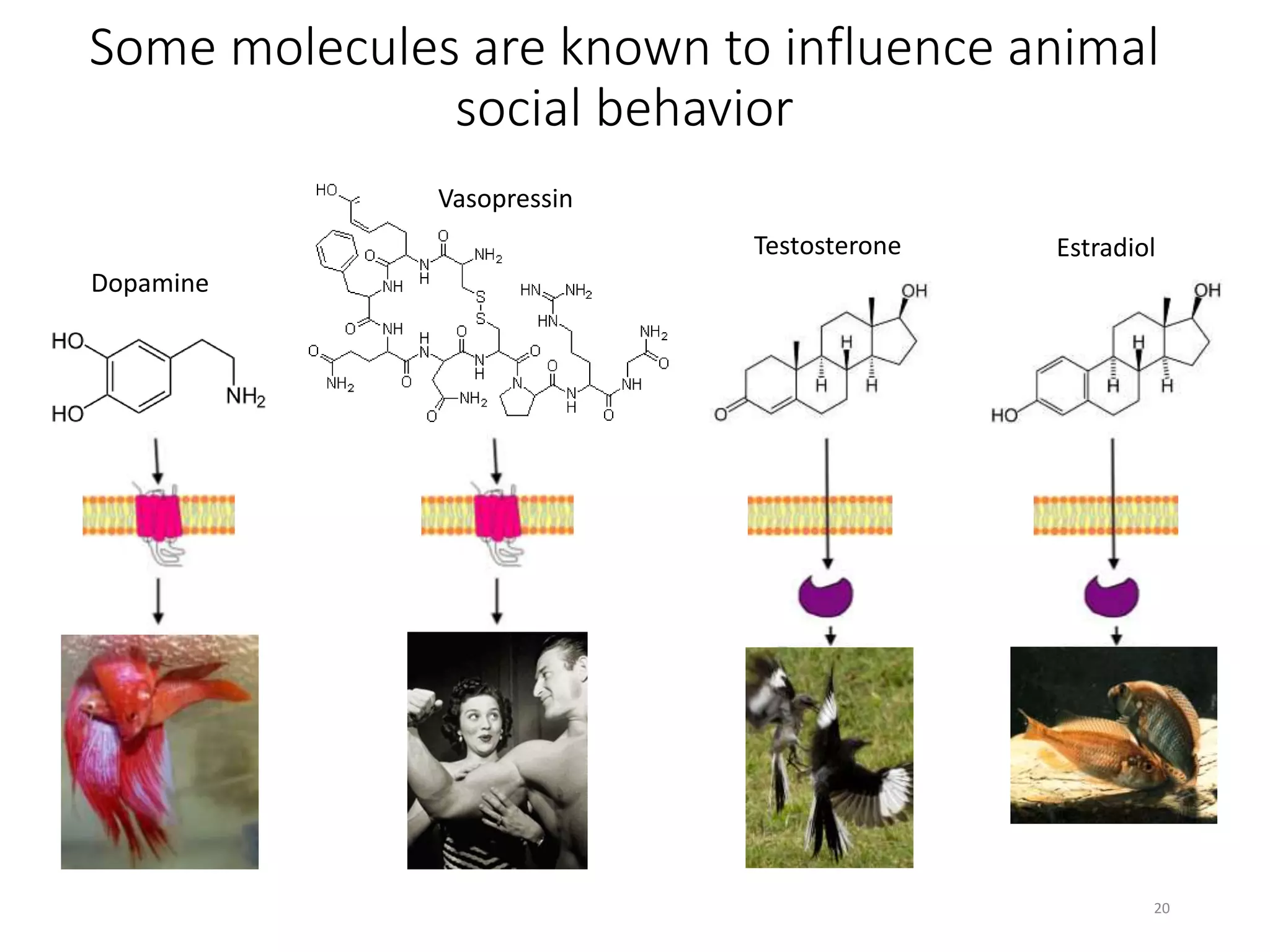 Some molecules are known to influence animal
social behavior
Dopamine
Vasopressin
Testosterone Estradiol
20
 