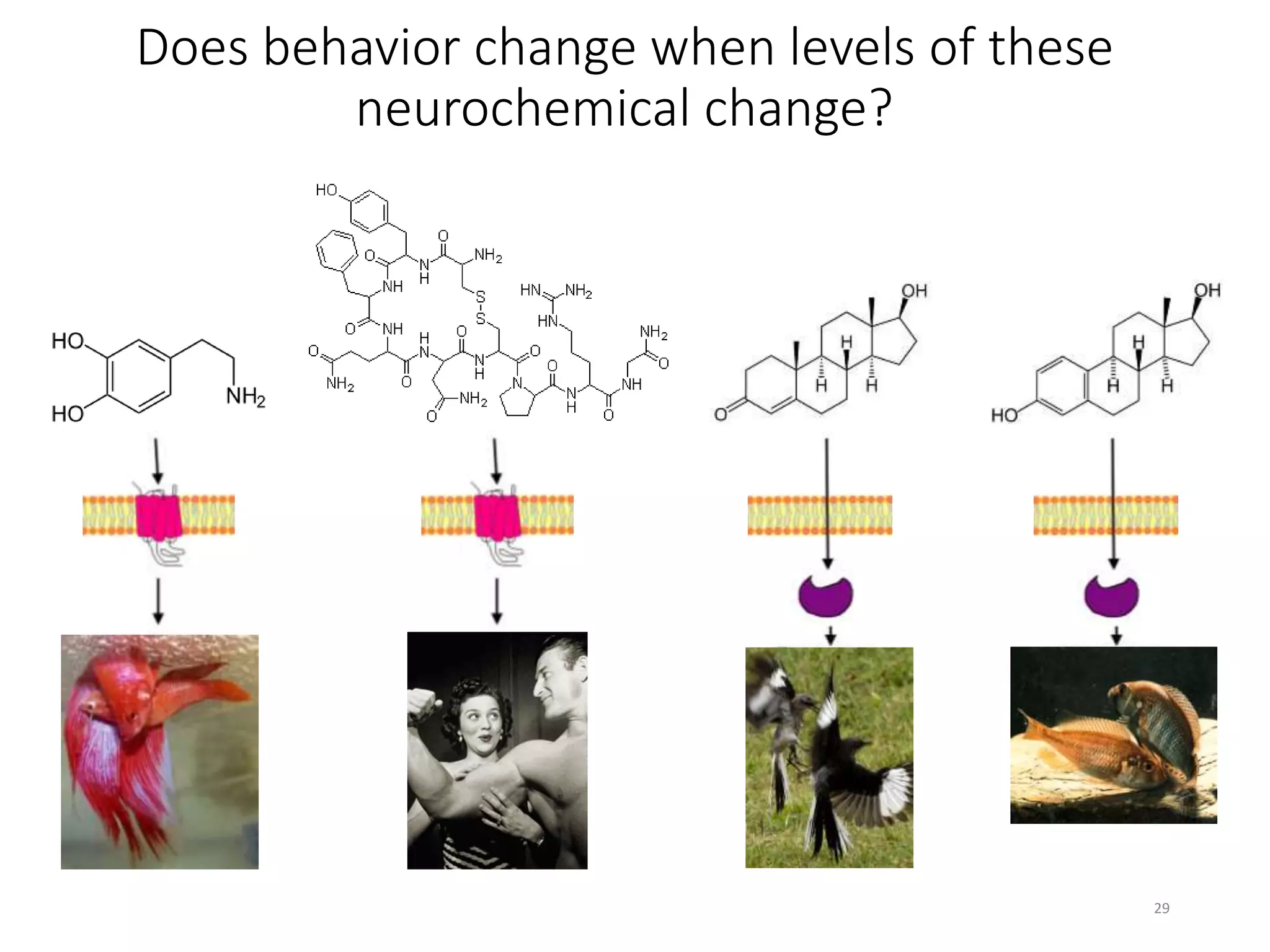 Does behavior change when levels of these
neurochemical change?
• V1aR, OTR, D1, D2
• ER, PR, AR
Dopamine
Arginine Vasopressin
Testosterone Estradiol
29
 