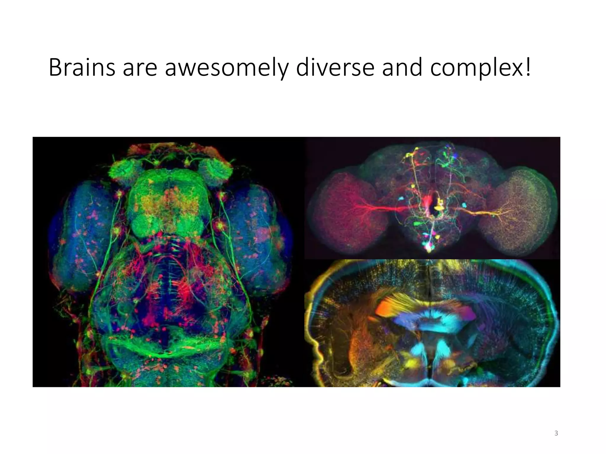 Brains are awesomely diverse and complex!
3
 