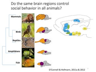 Do the same brain regions control
social behavior in all animals?
Fish
Amphibians
Reptiles
Birds
Mammals
O'Connell & Hofma...