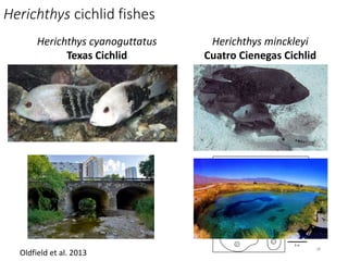Herichthys cichlid fishes
Herichthys cyanoguttatus
Texas Cichlid
Herichthys minckleyi
Cuatro Cienegas Cichlid
Oldfield et ...