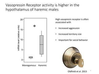 Vasopressin Receptor activity is higher in the
hypothalamus of haremic males
Monogamous Haremic
High vasopresin receptor i...