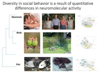 Diversity in social behavior is a result of quantitative
differences in neuromolecular activity
Fish
Birds
Mammals
33
 