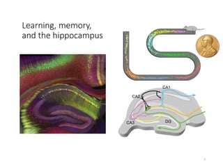 Learning, memory,
and the hippocampus
4
 