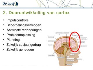 2. Doorontwikkeling van cortex
• Impulscontrole
• Beoordelingsvermogen
• Abstracte redeneringen
• Probleemoplossing
• Planning
• Zakelijk sociaal gedrag
• Zakelijk geheugen
 
