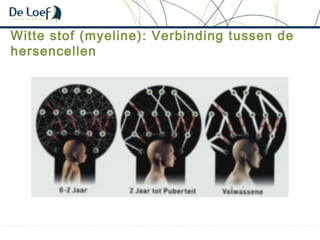 Witte stof (myeline): Verbinding tussen de
hersencellen
 